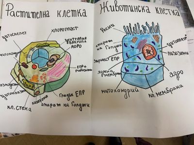 Проекти на ученици по Биология и ЗО 2